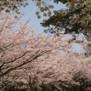 DSC01410